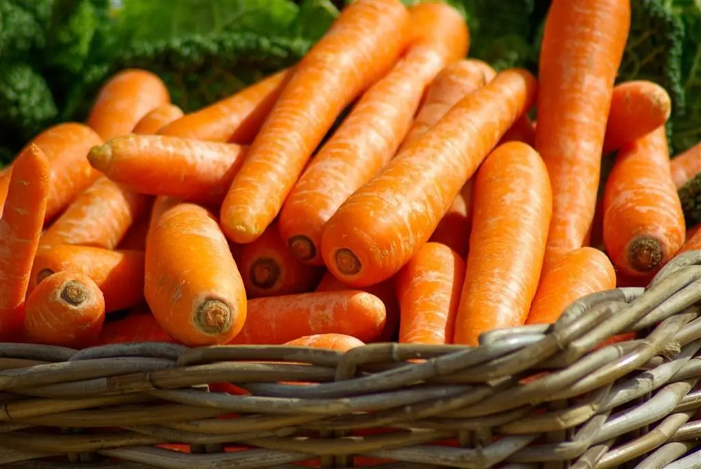 benefits of eating carrot 