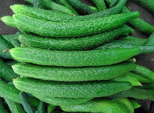 What are the benefits of cucumbers to the body