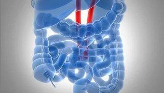 What can I eat to regulate my digestive system?