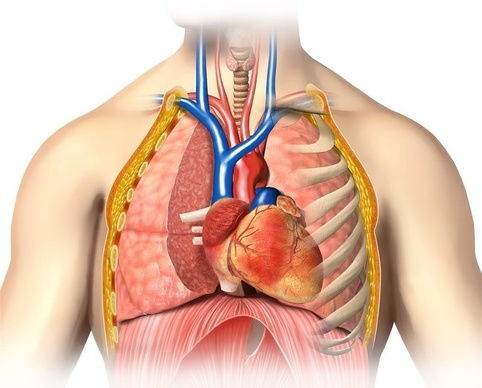 simple and best home remedies for pleurisy