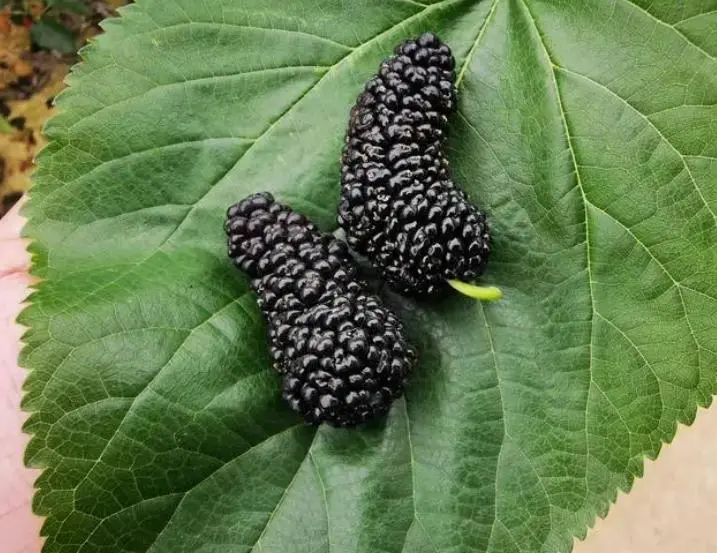 what is the benefits of eating mulberry 