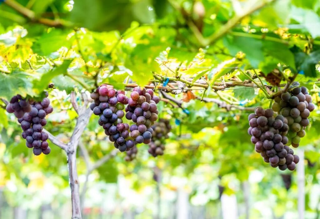 what are the benefits of eating grapes 
