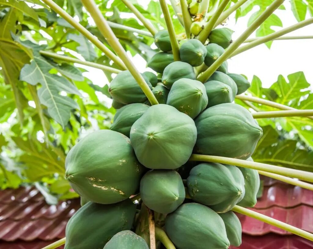 what are the benefits of eating papaya 