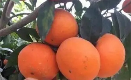 benefits of eating orange 