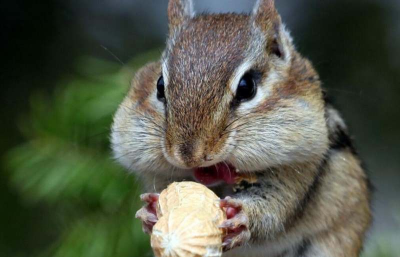 Which 4 kinds of people should pay more attention during eating peanuts 