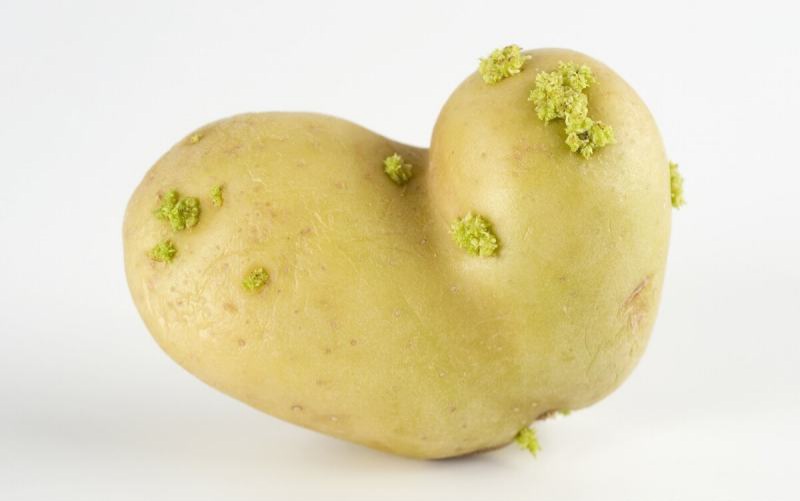 do not eat sprouted potato