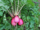 what are the benefits of eating radish 