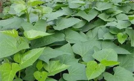  Benefits of eating sweet potato leaves for women to detoxify and increase immunity