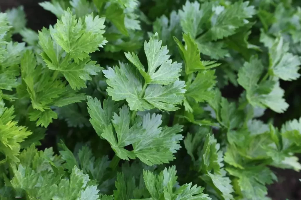 Is eating celery leaves good for the body