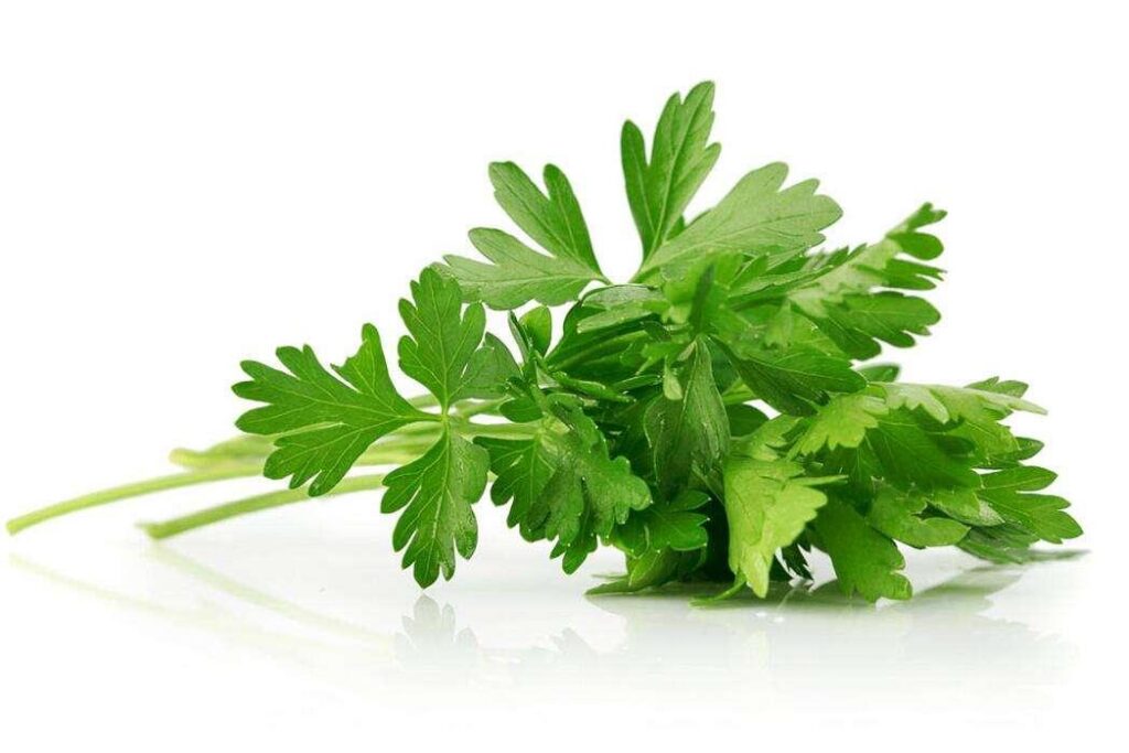 Is eating celery leaves good for the body