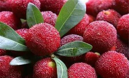 What are the benefits of eating bayberry for women