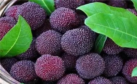What are the benefits of eating bayberry for women