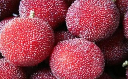 bayberry benefits for skin