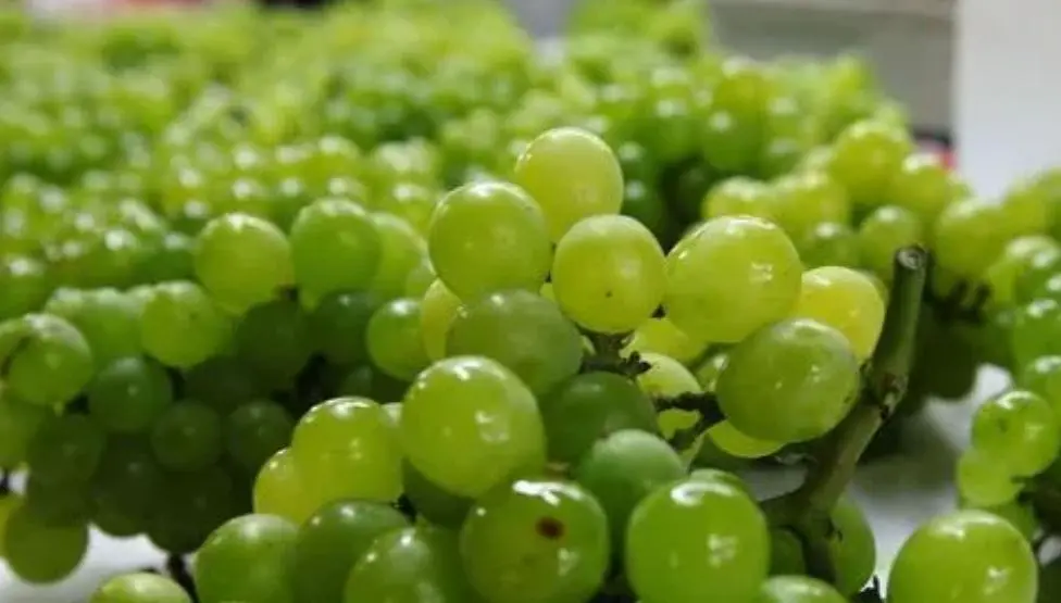 what are the benefits of eating grape 