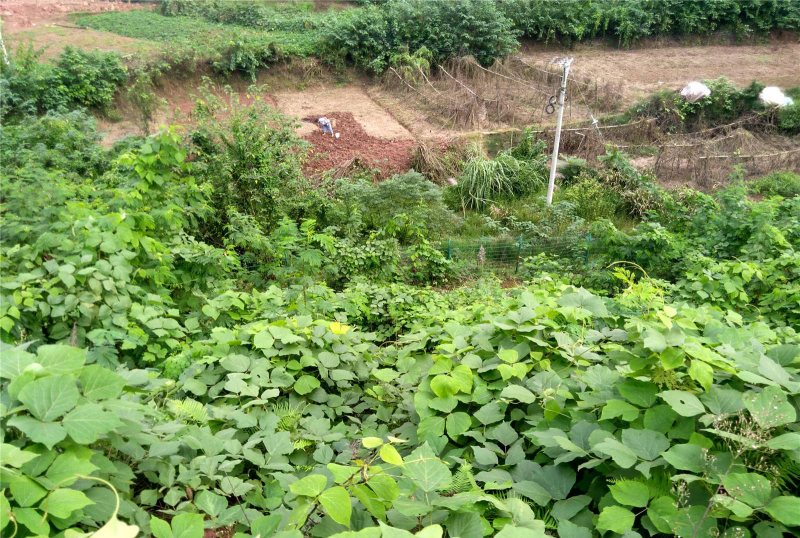 What are the benefits of eating kudzu 