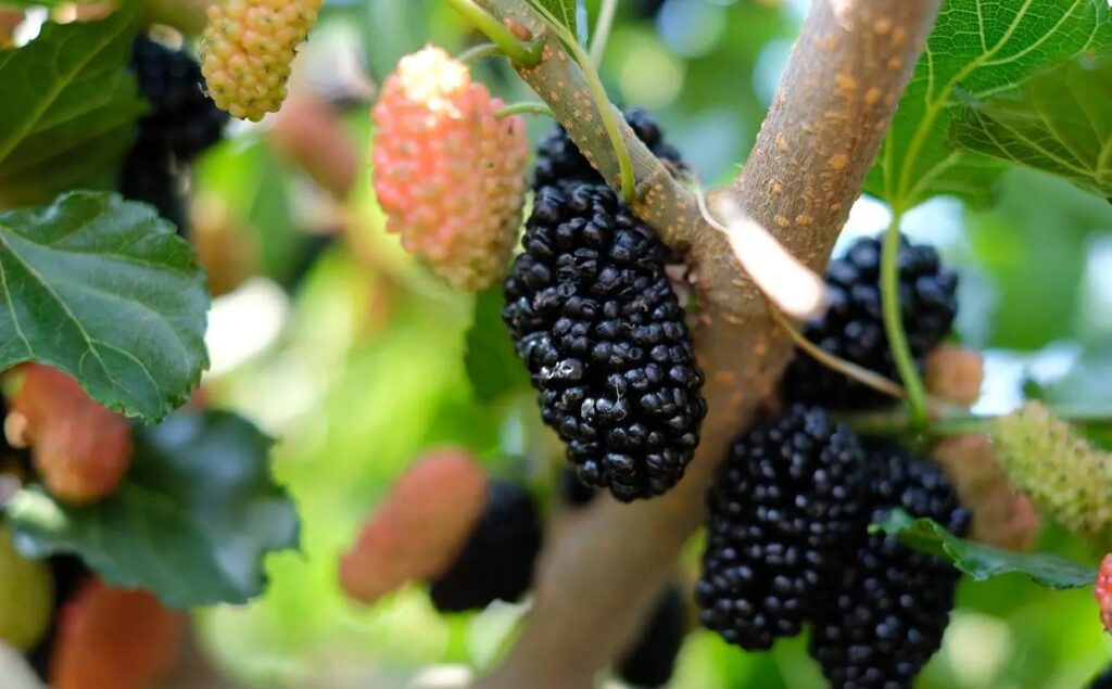 benefits of eating mulberry 