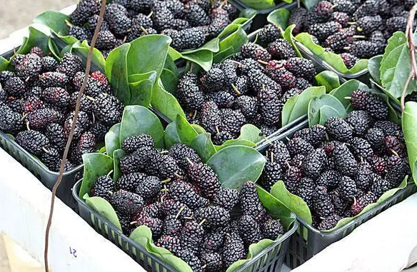 what are the benefits of eating mulberry 