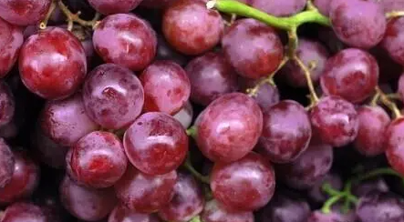 what are the benefits of eating grapes 