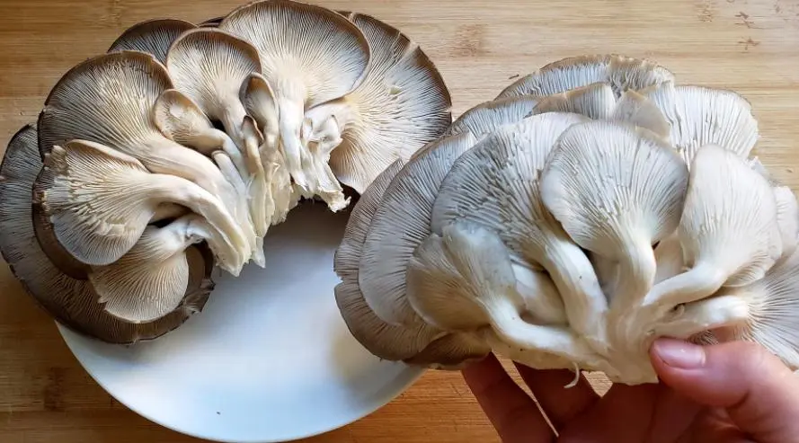 benefits of eating mushroom 