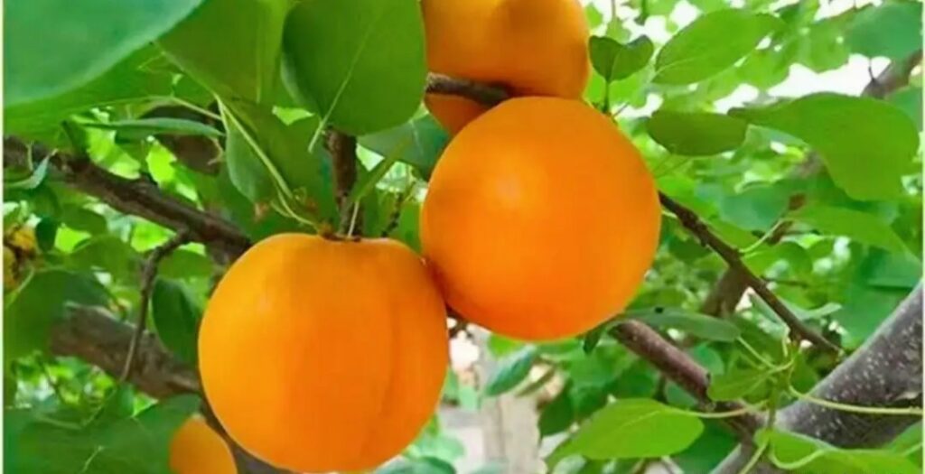   Benefits of Eating apricots 