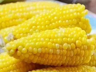 benefits of eating corn 