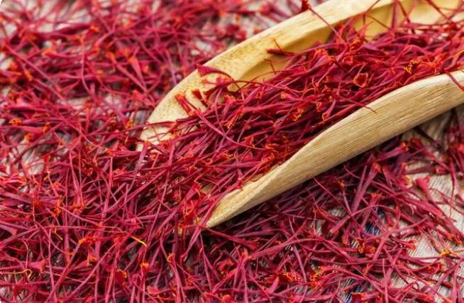 What happens to the body after drinking saffron water for a long time?