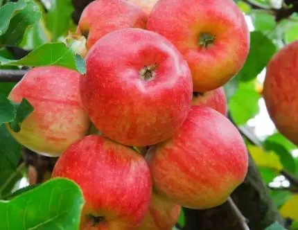 benefits of eating apple