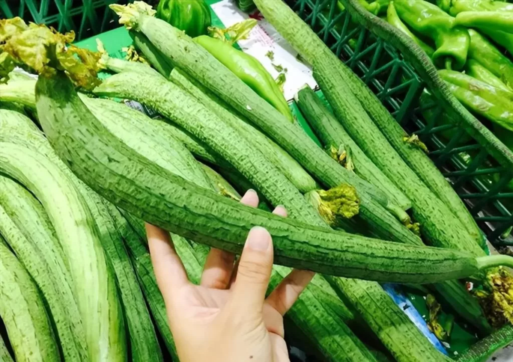 sponge gourd 