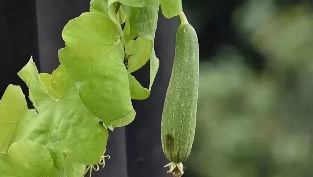 4.Eat more loofah