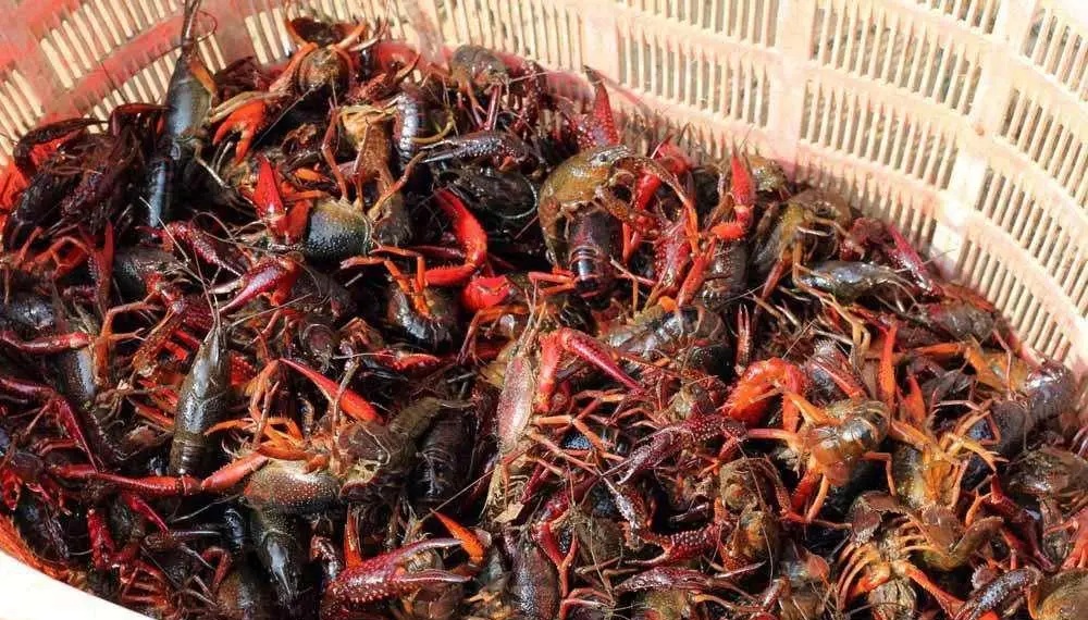     Crayfish has the most toxins, can't eat it anymore?