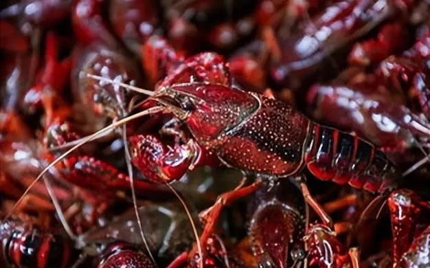    Shrimp head and shrimp tail, which part is the healthiest to eat?