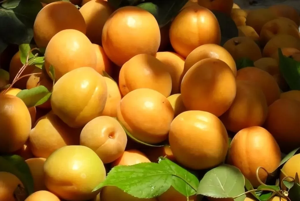 Can apricots be toxic?