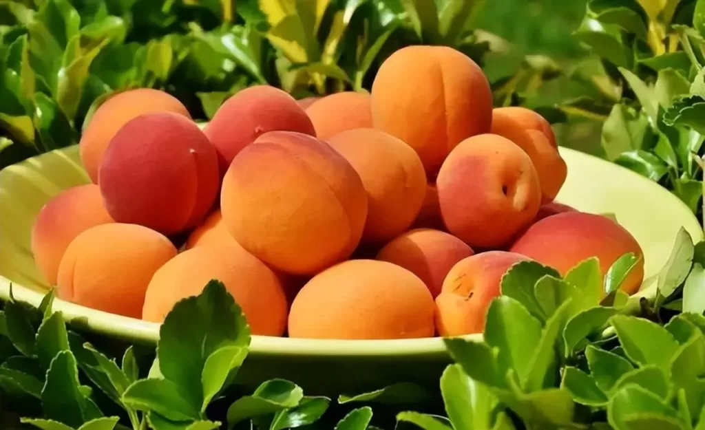 Can apricots be toxic?