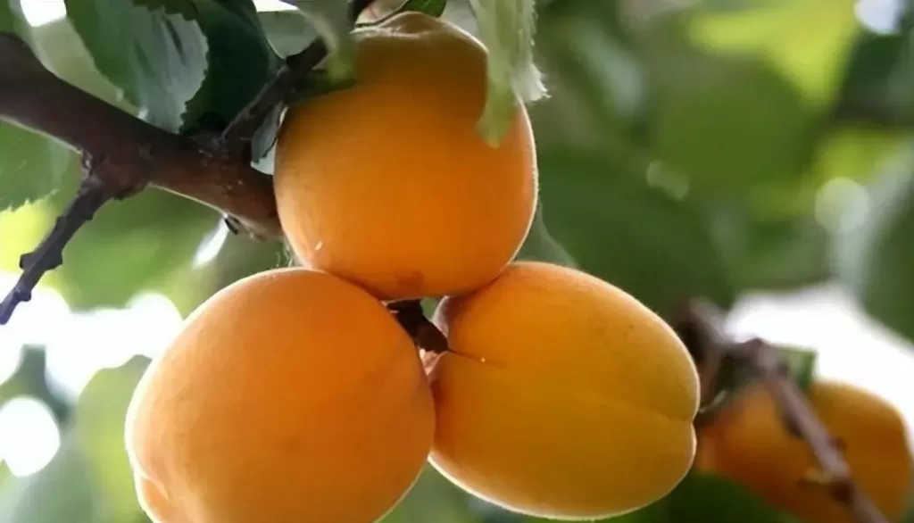 What are the side effects of eating apricots?