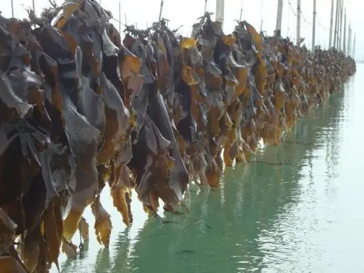  5. Kelp