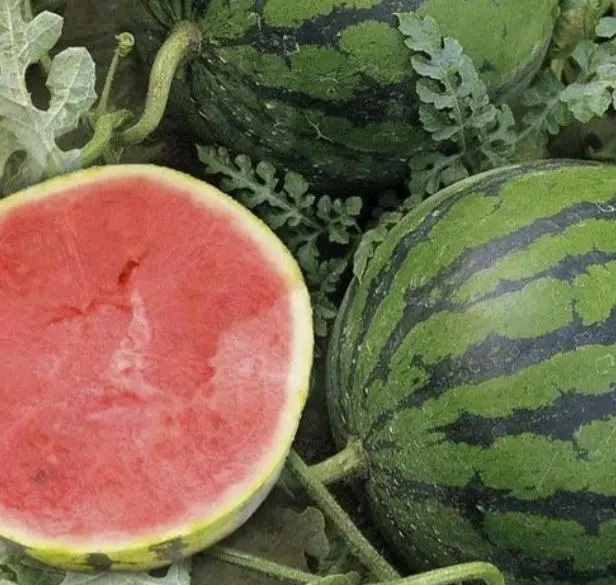 what are the benefits of eating watermelon