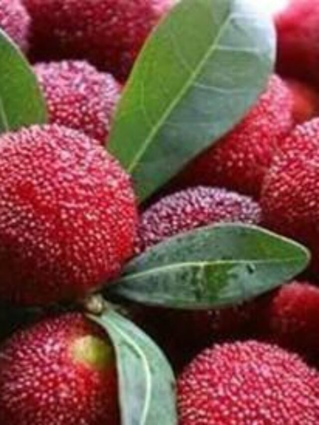 Eating bayberry benefits for women